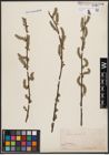 Foto von Salix cinerea L.